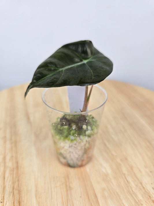 Alocasia Polly (JP)