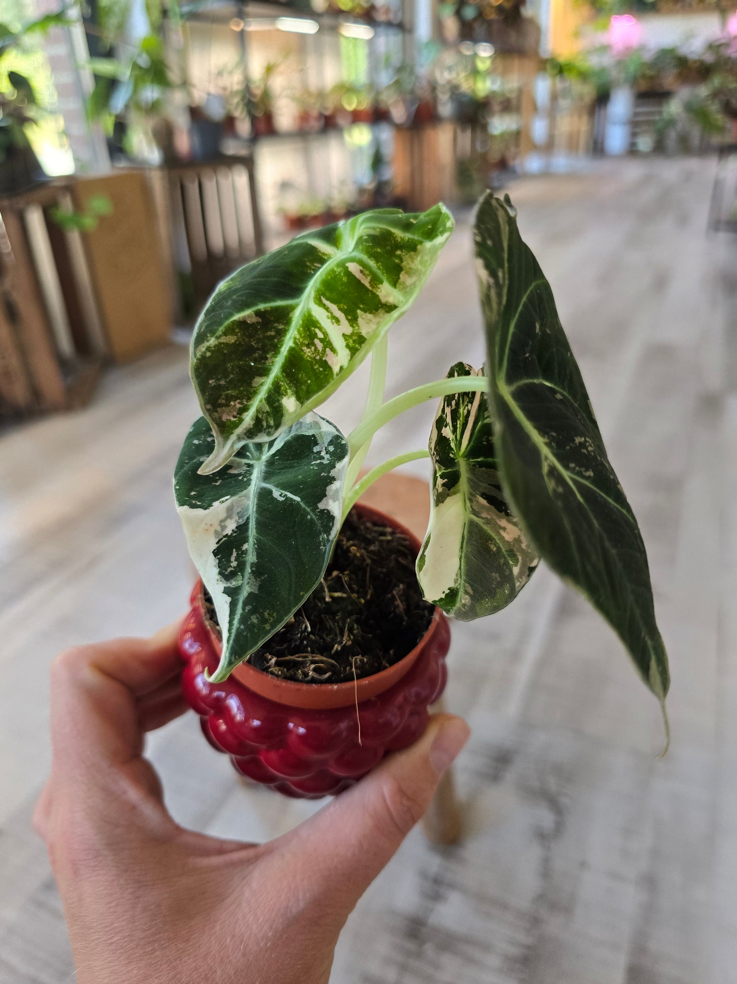 Alocasia Black Velvet Pink variegata