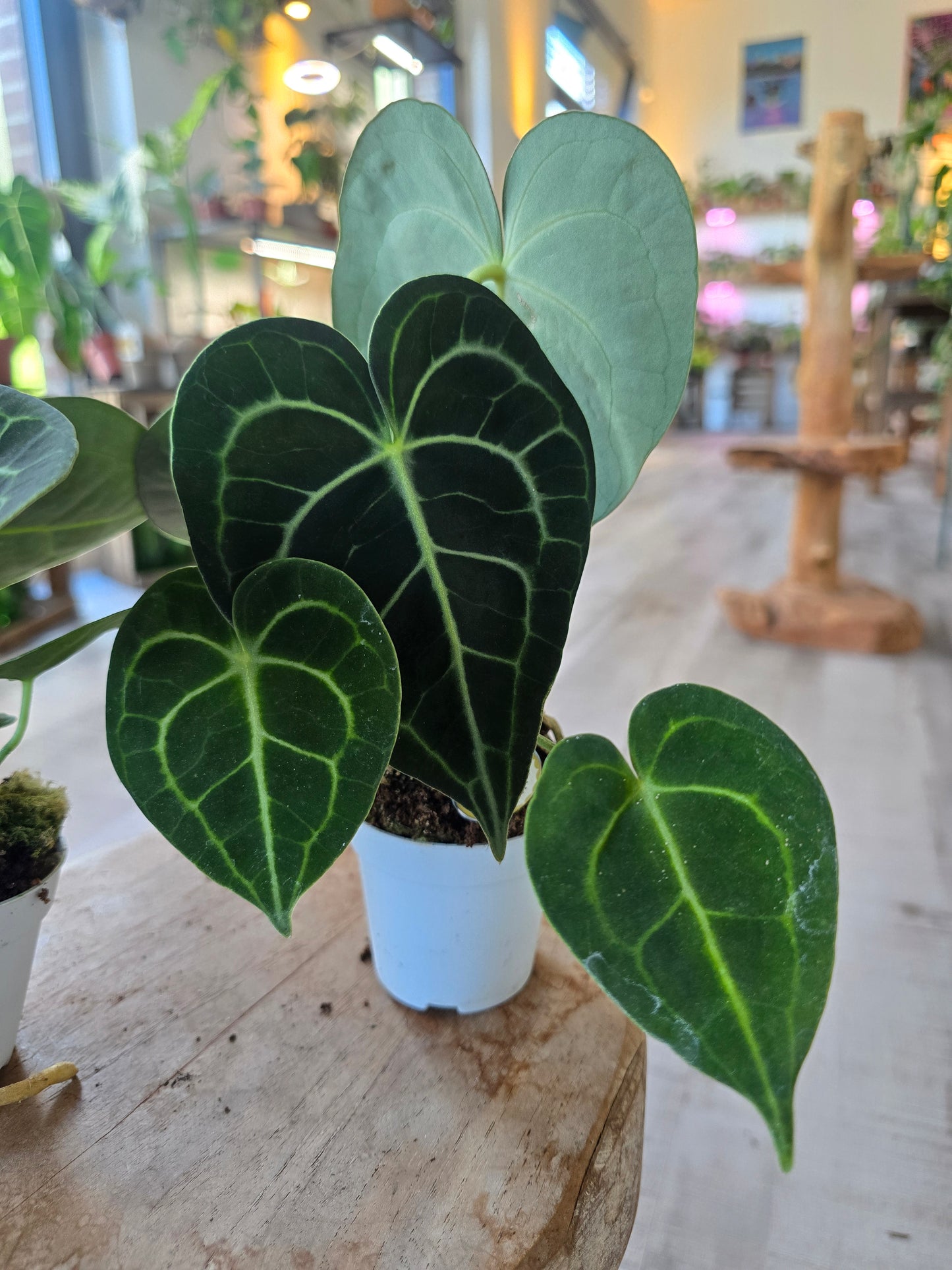 Anthurium clarinervium