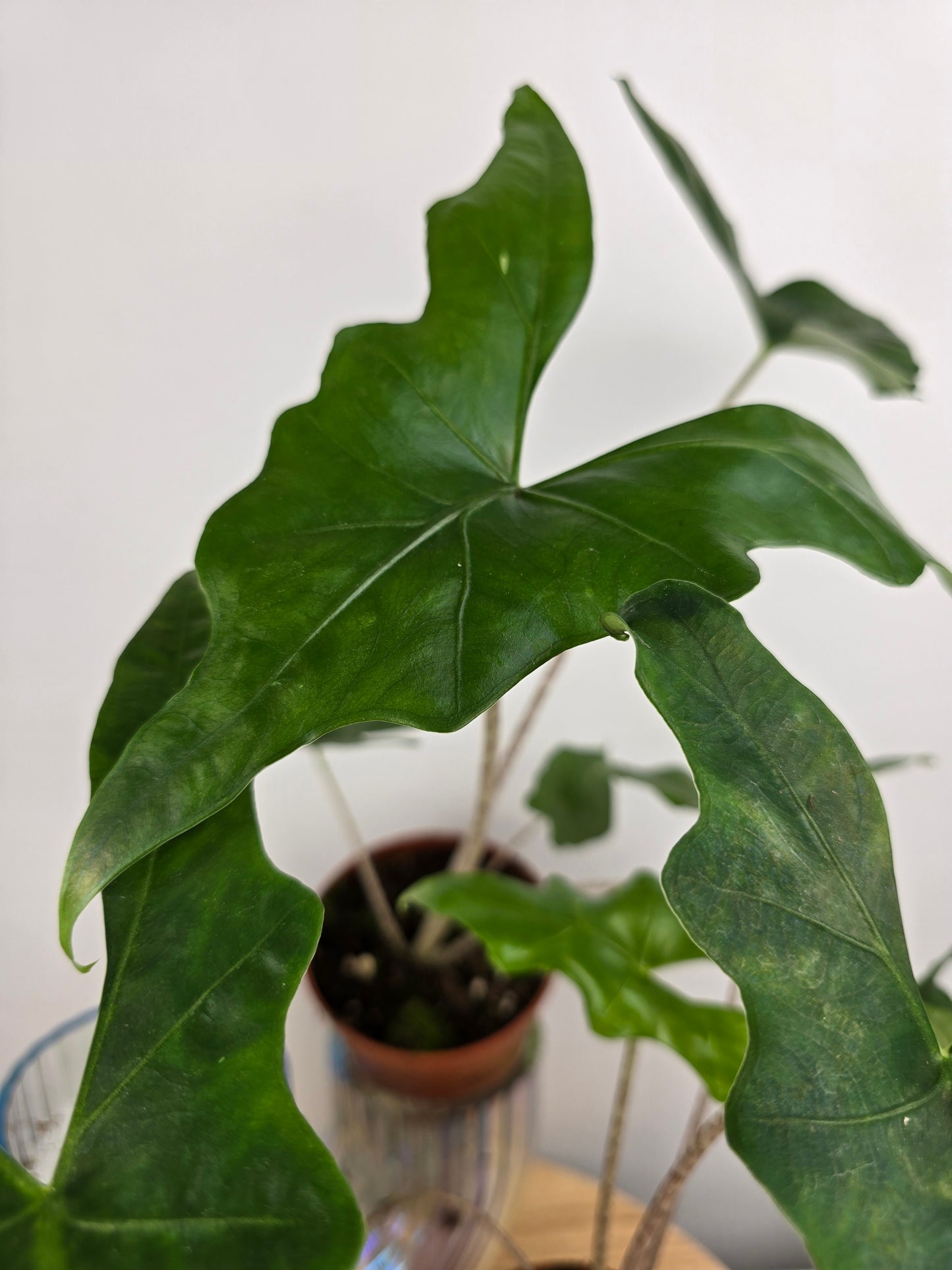 Alocasia nycteris 'Bat Wing'