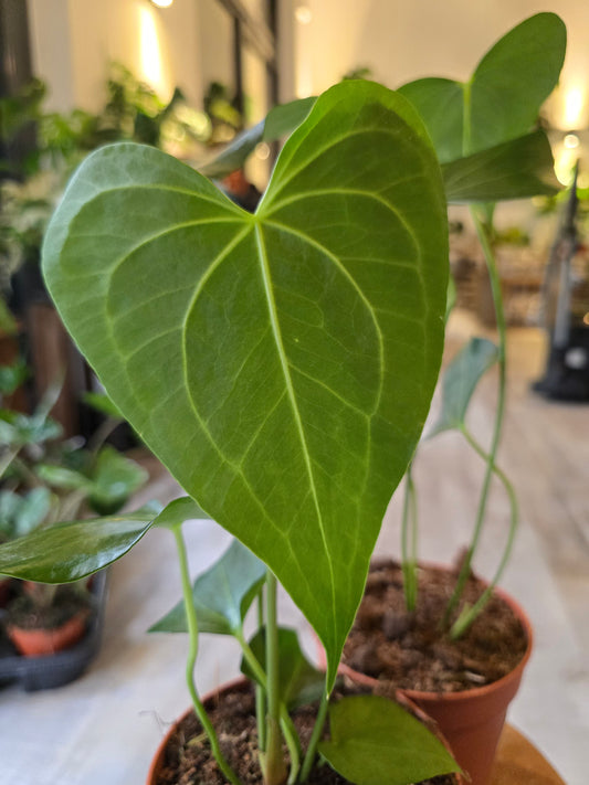 Anthurium clarinervium x pedatoradiatum