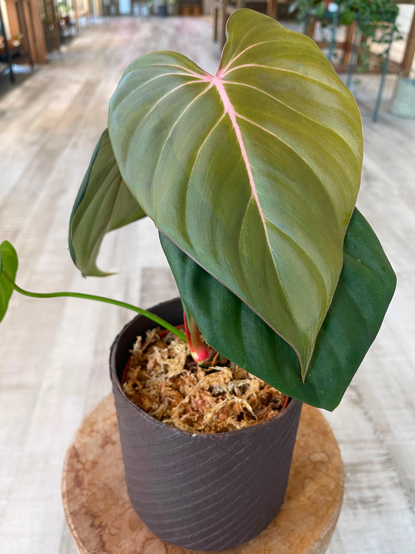 Philodendron Pink Glory (RC)