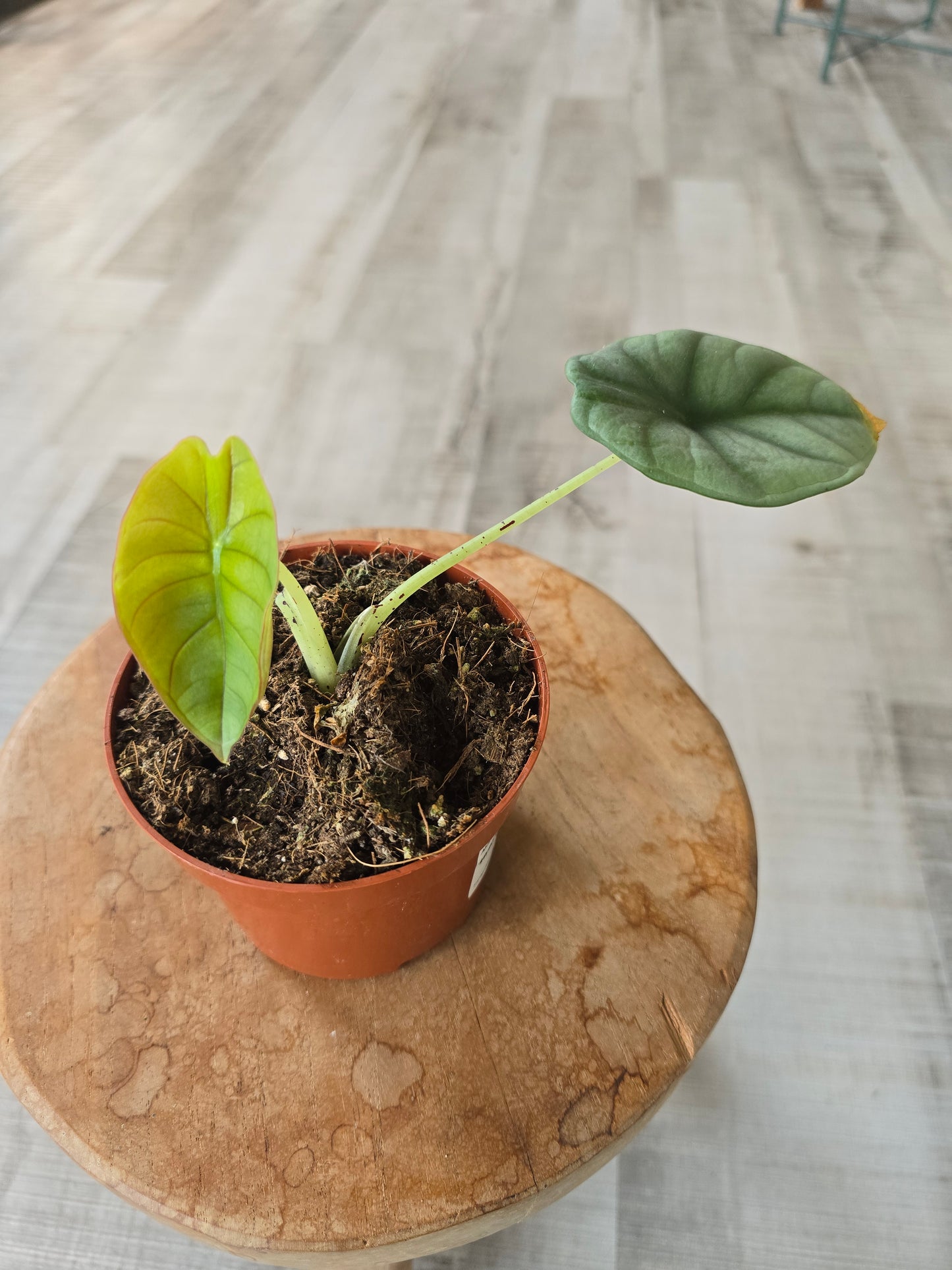 Alocasia Nebula (SC)