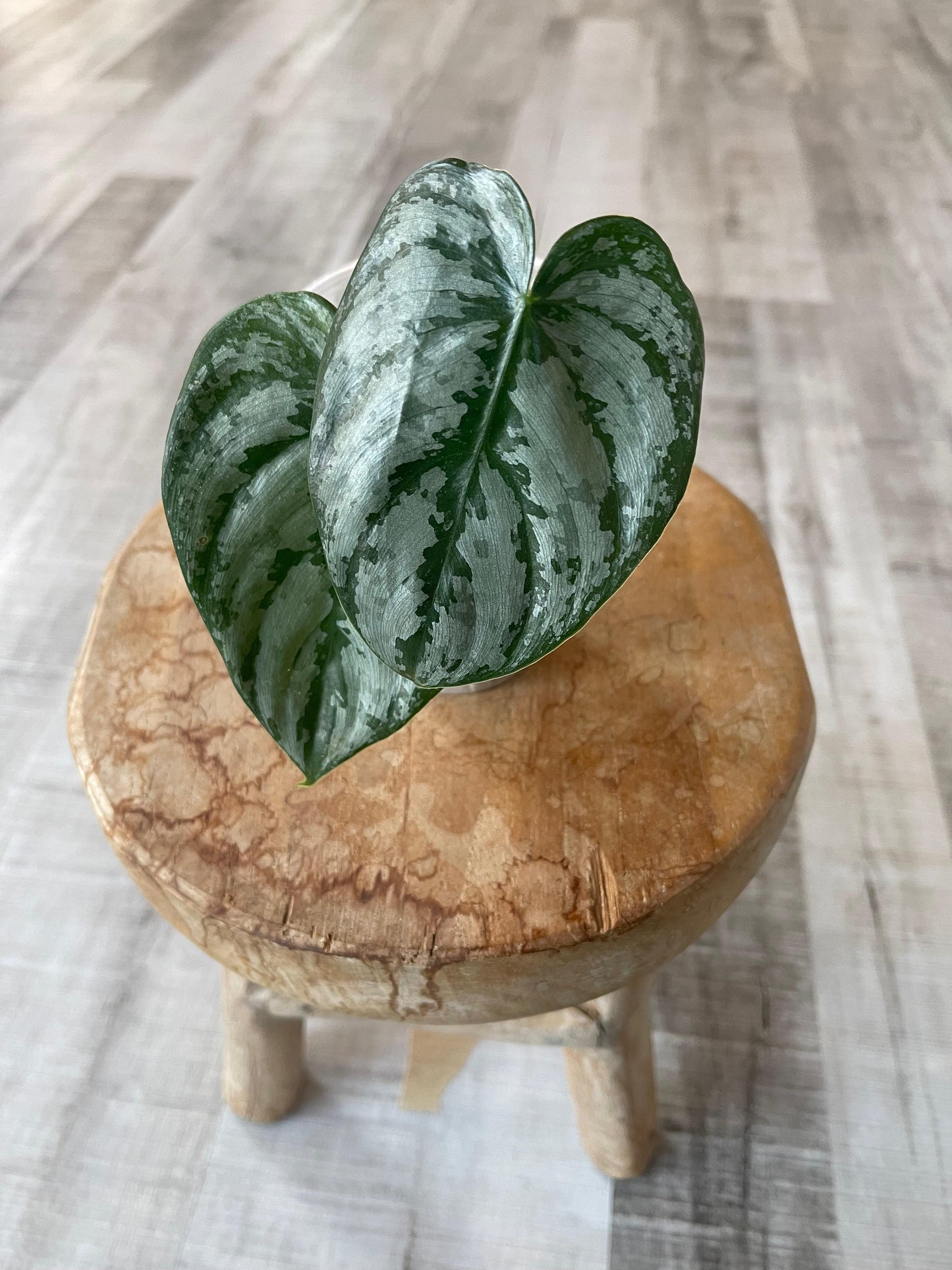 Philodendron Brandtianum 'Wild Form' (RC)