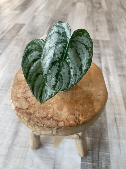 Philodendron Brandtianum 'Wild Form' (RC)