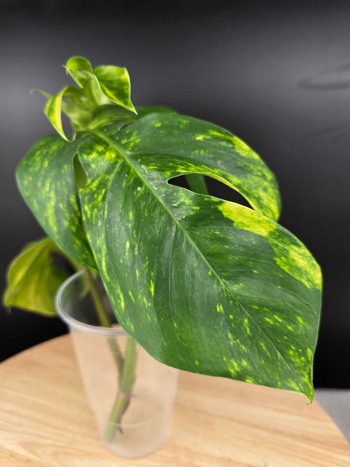 Epipremnum Pinnatum Cintho Goldfinger (Cutting 1)