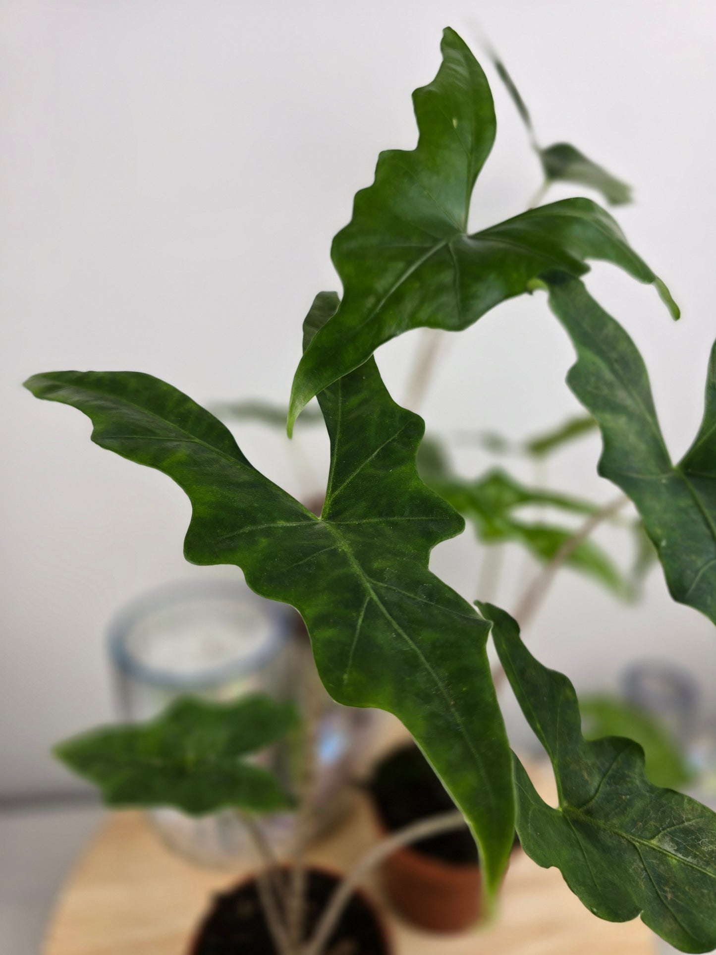 Alocasia nycteris 'Bat Wing'