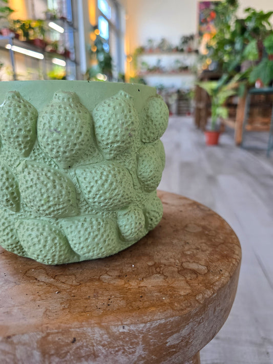 Kolibri Home Topf Limette