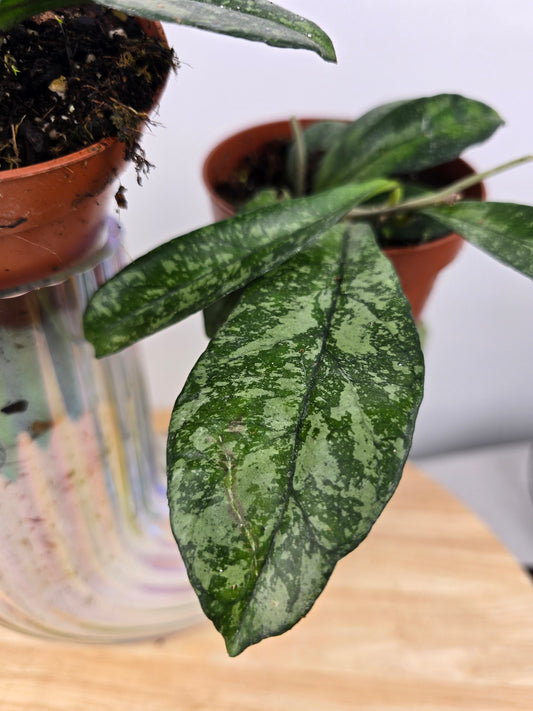 Hoya 'Crassipetiolata' Splash