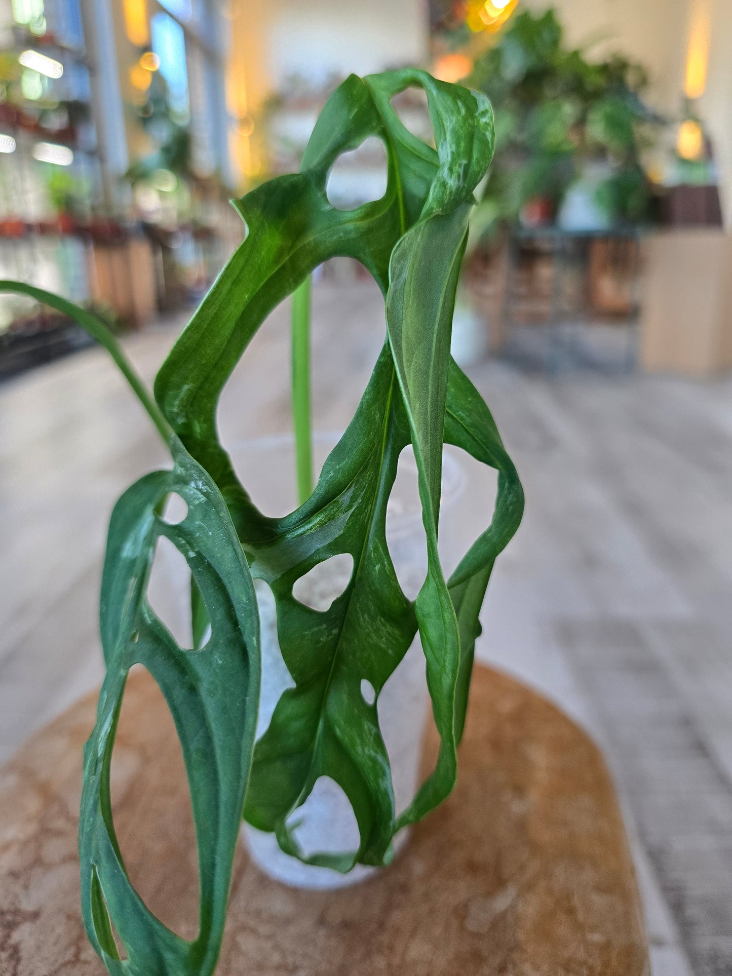 Monstera adansonii Indonesian Marble (JP1)