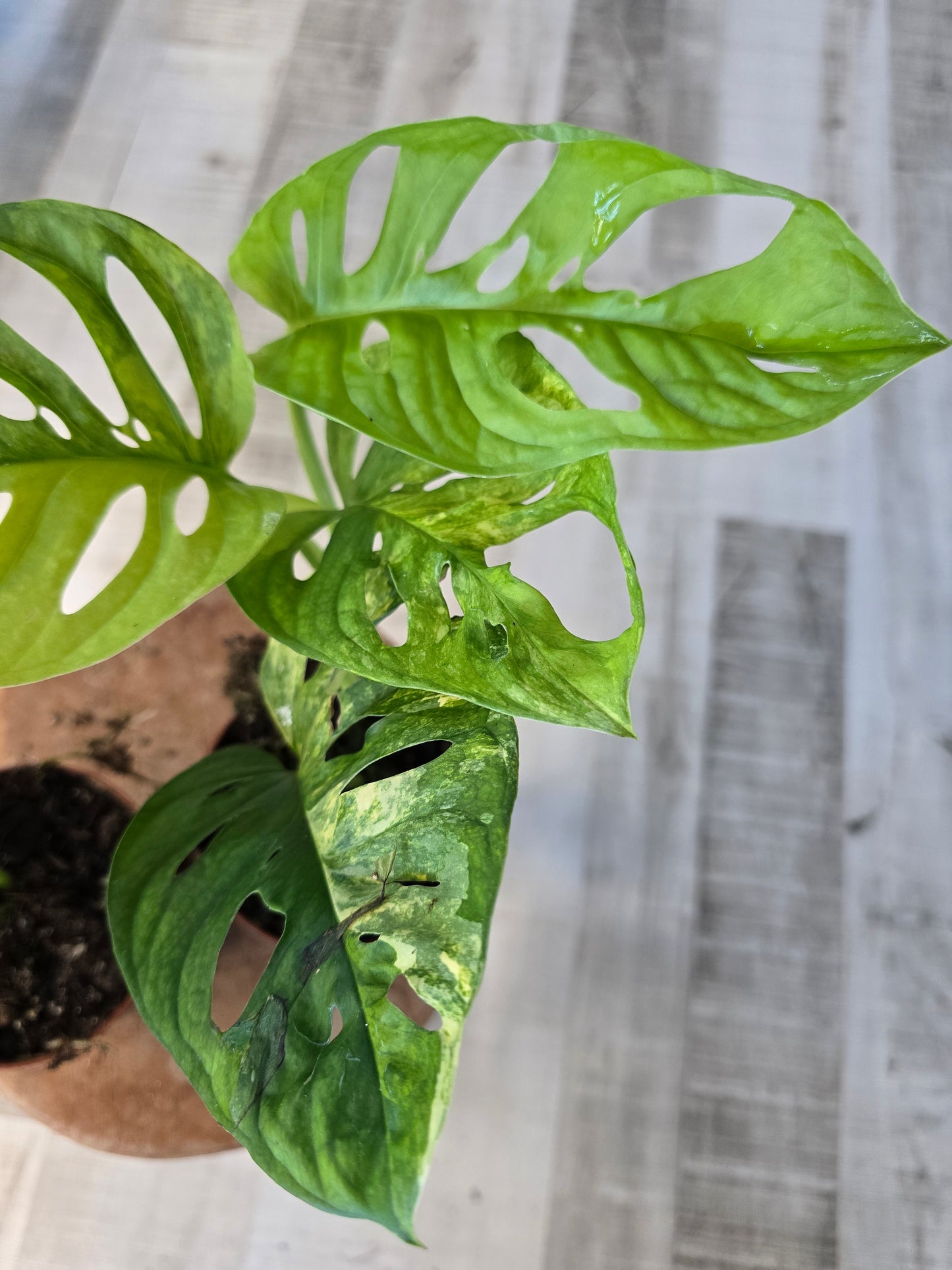 Monstera adansonii Aurea Variegata