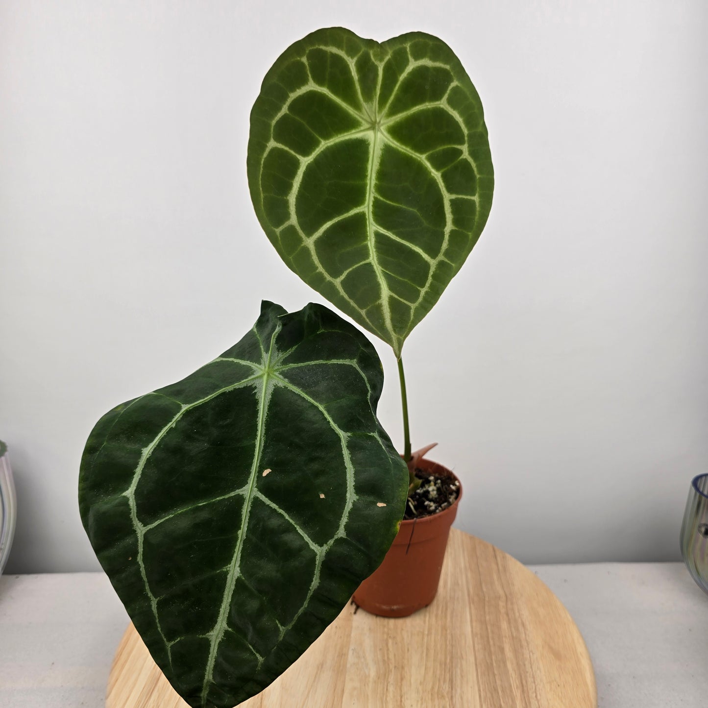 Anthurium forgetii x nigrolaminum gigi