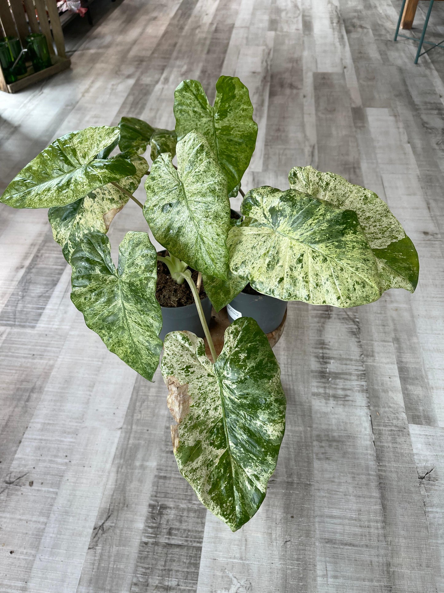 Alocasia Macrorrhiza 'Splash'