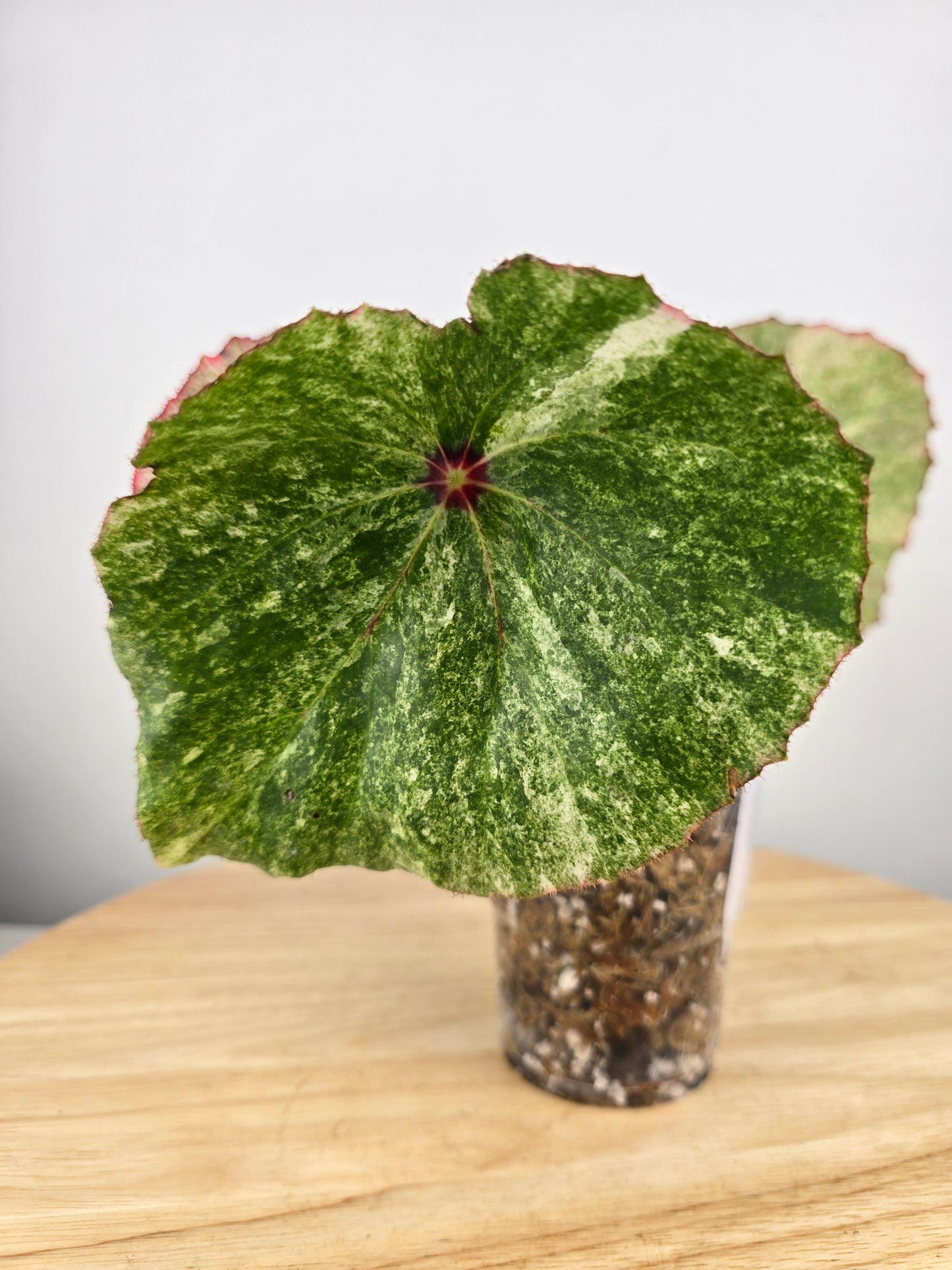 Begonia Rouge variegata (JP)