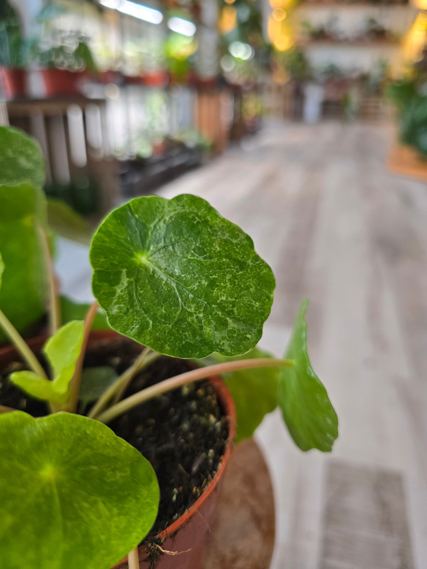Pilea peperomioides 'Sugar'
