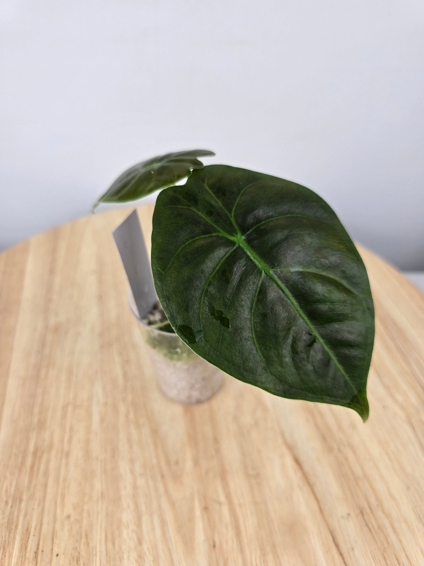 Alocasia Golden Bone (JP)
