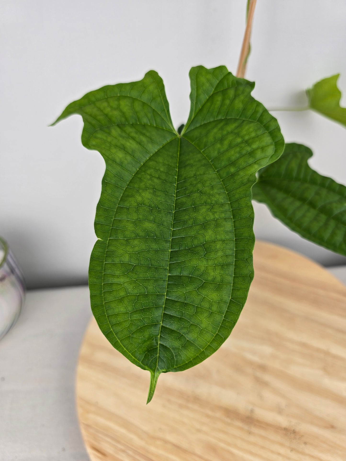 Dioscorea Sansibarensis