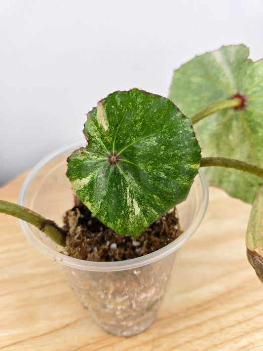 Begonia Rouge variegata (JP)