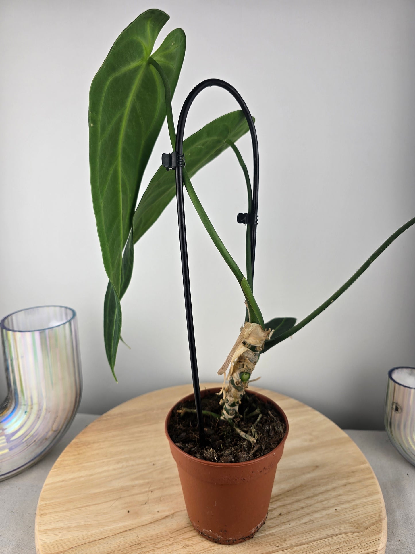 Anthurium warocqueanum (SC)