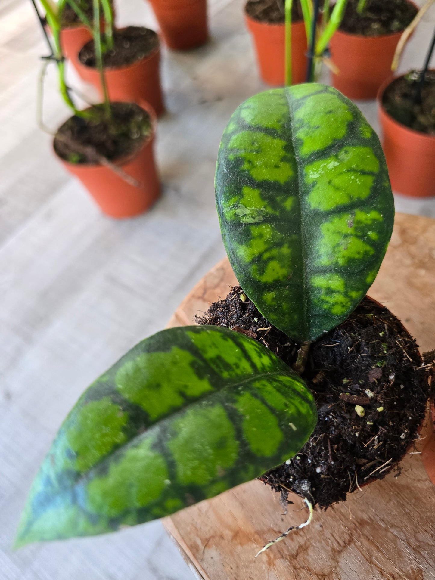 Hoya callistophylla 'Black Cat'
