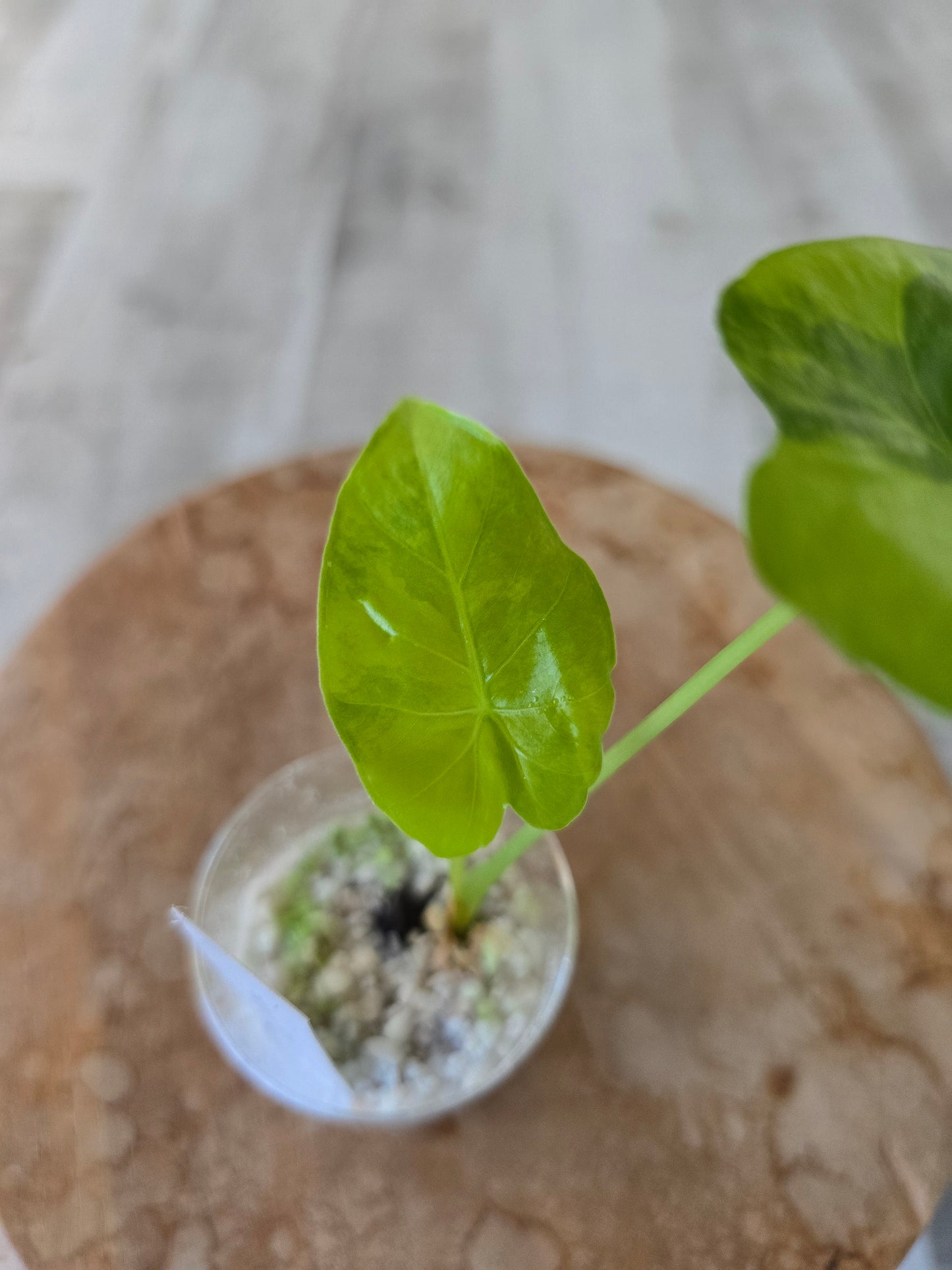 Alocasia Macrorrhiza aurea variegata (JP)