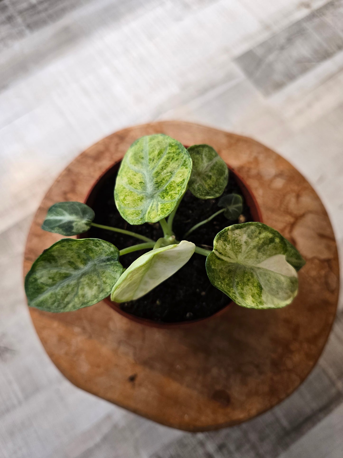 Alocasia Ninja Tricolor