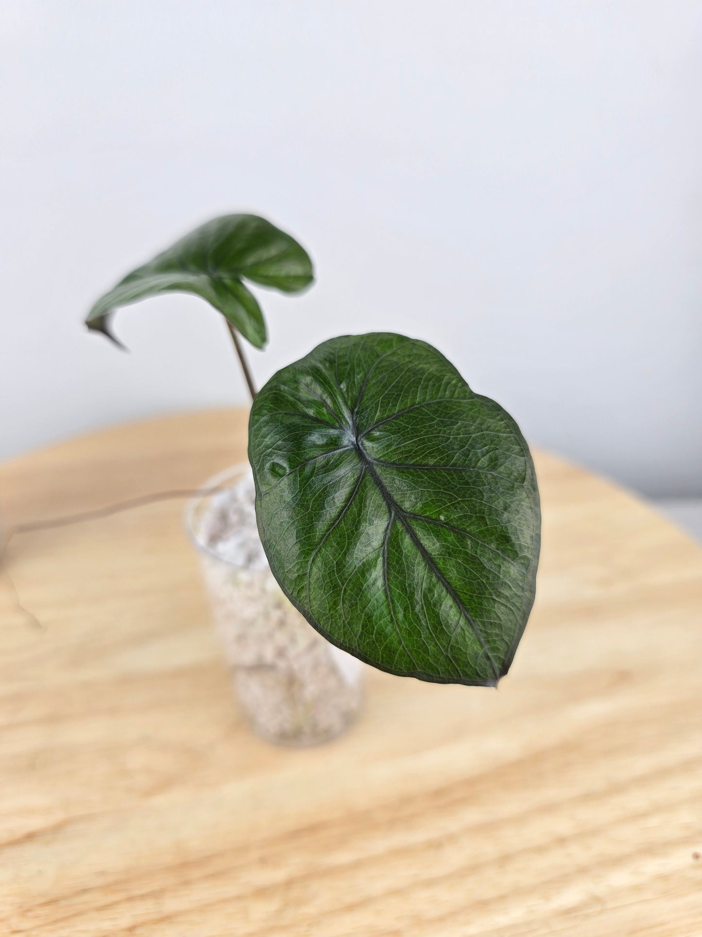 Alocasia Serendipity (JP)