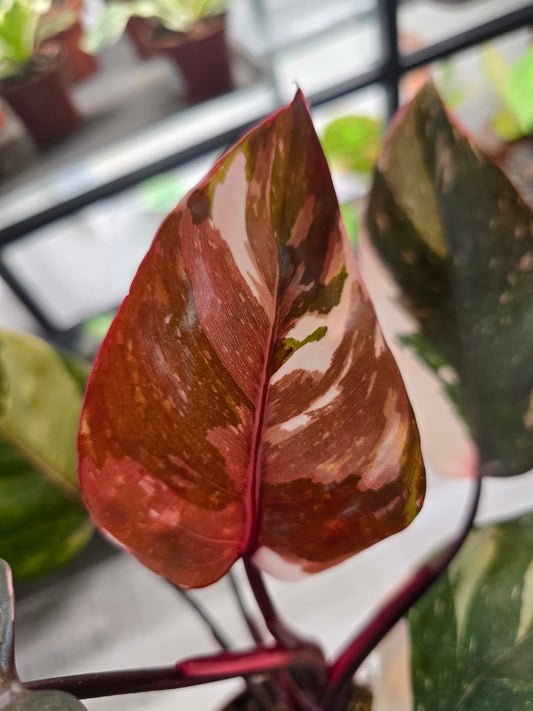 Philodendron Red Anderson Pink