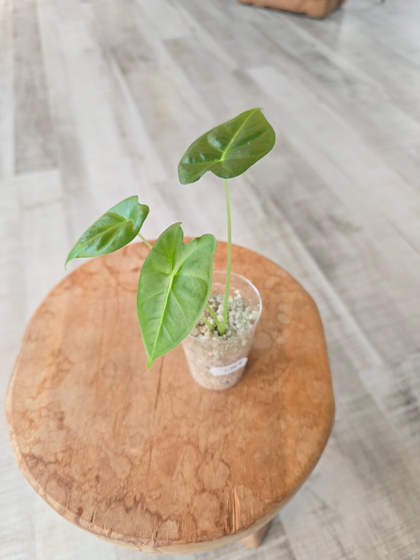 Alocasia Frydek (JP)