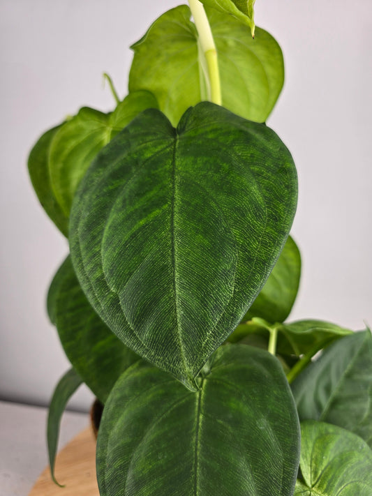 Syngonium macrophyllum 'Frosted Heart'