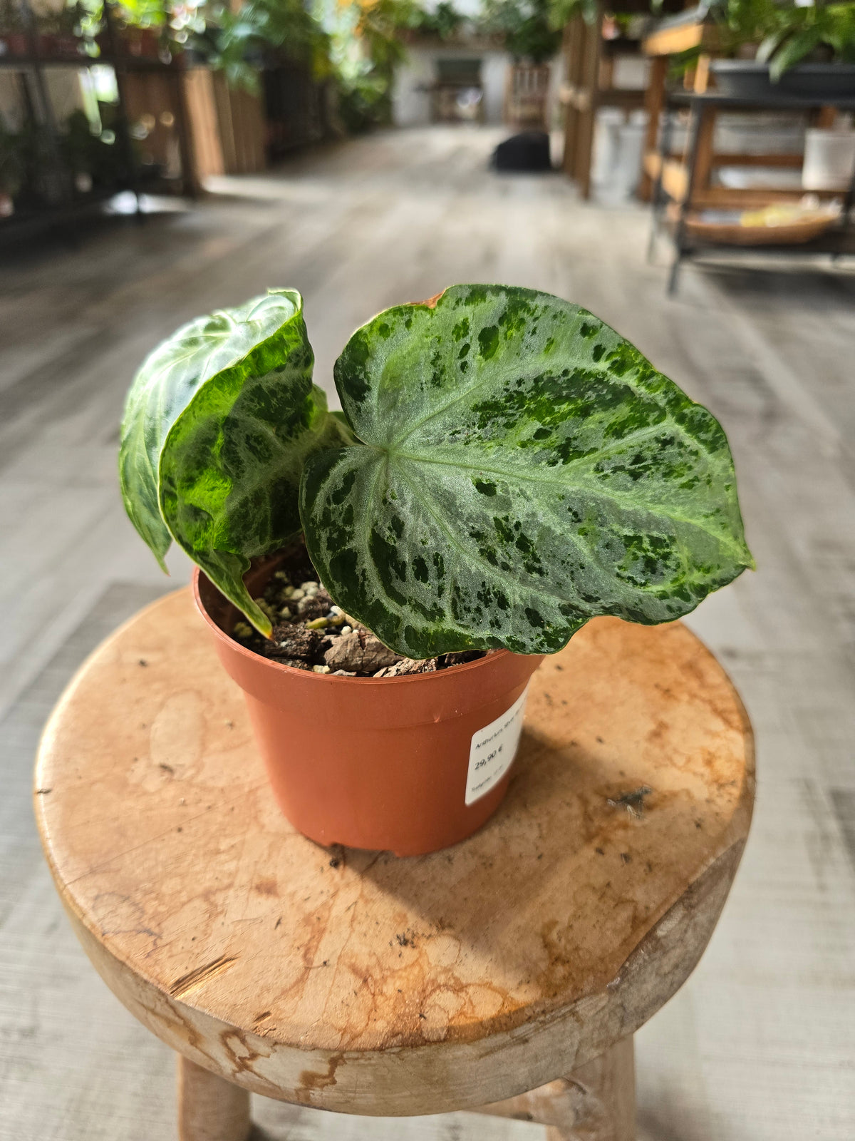 Anthurium Silver Blush Mint (LS 7)