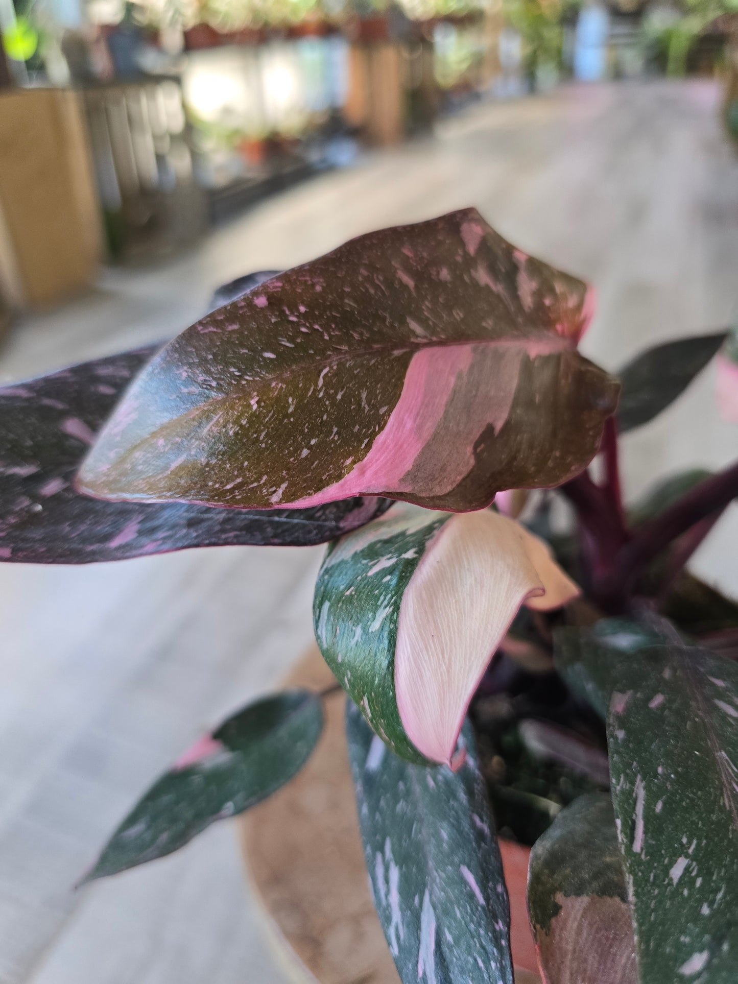 Philodendron Pink Princess Marble