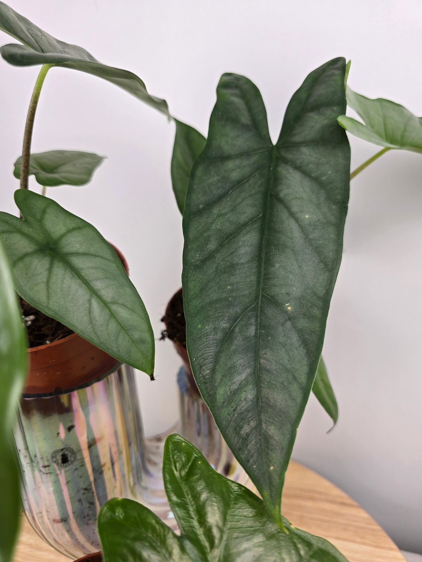 Alocasia Heterophylla 'Corazon'