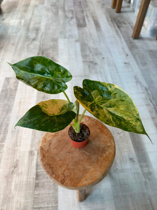 Alocasia wentii 'Aurea variegata'