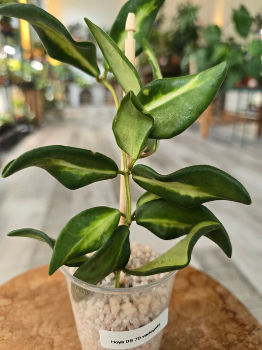 Hoya DS 70 variegata (RC)