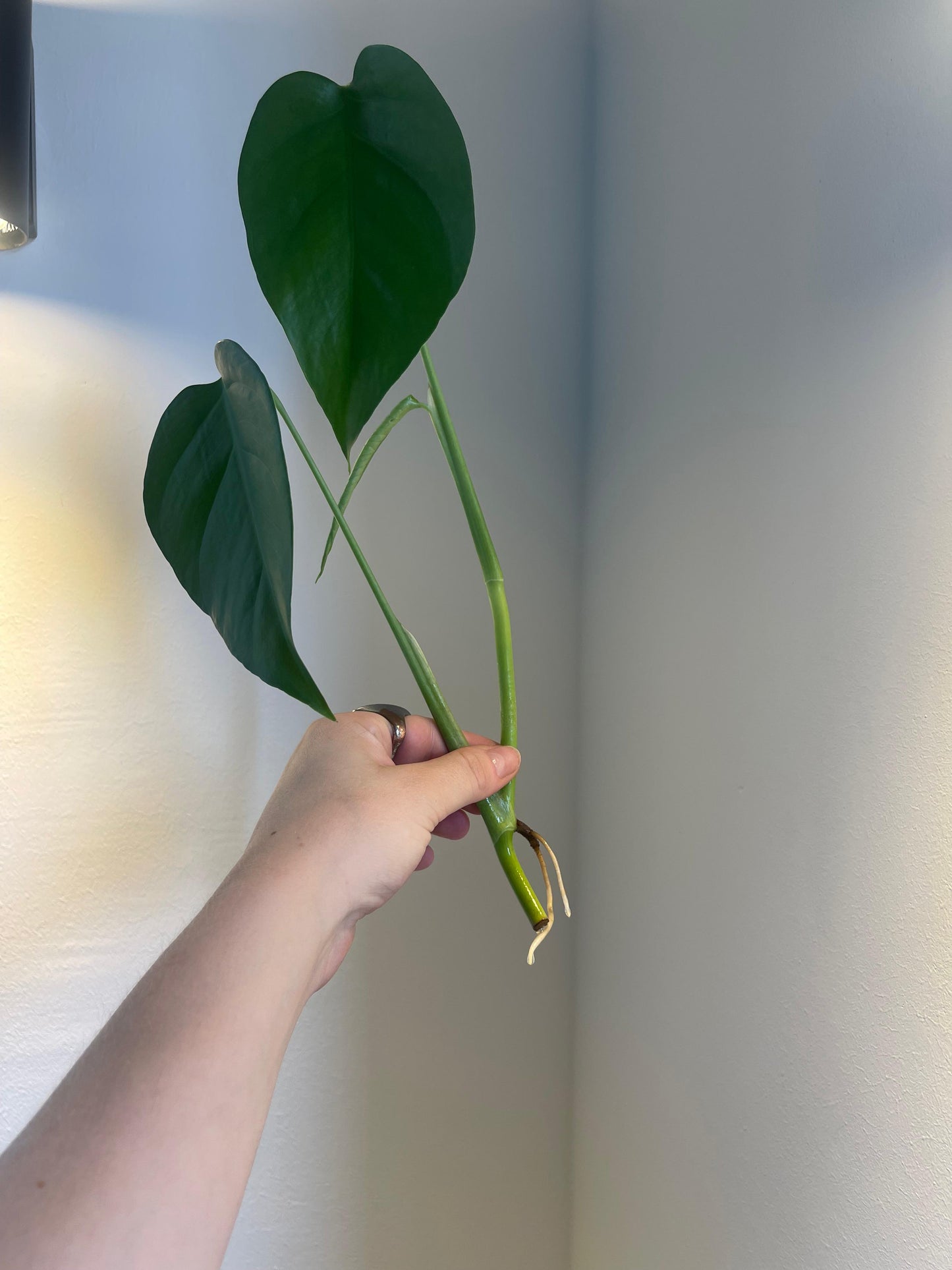 Monstera Sierrana Mexican Form