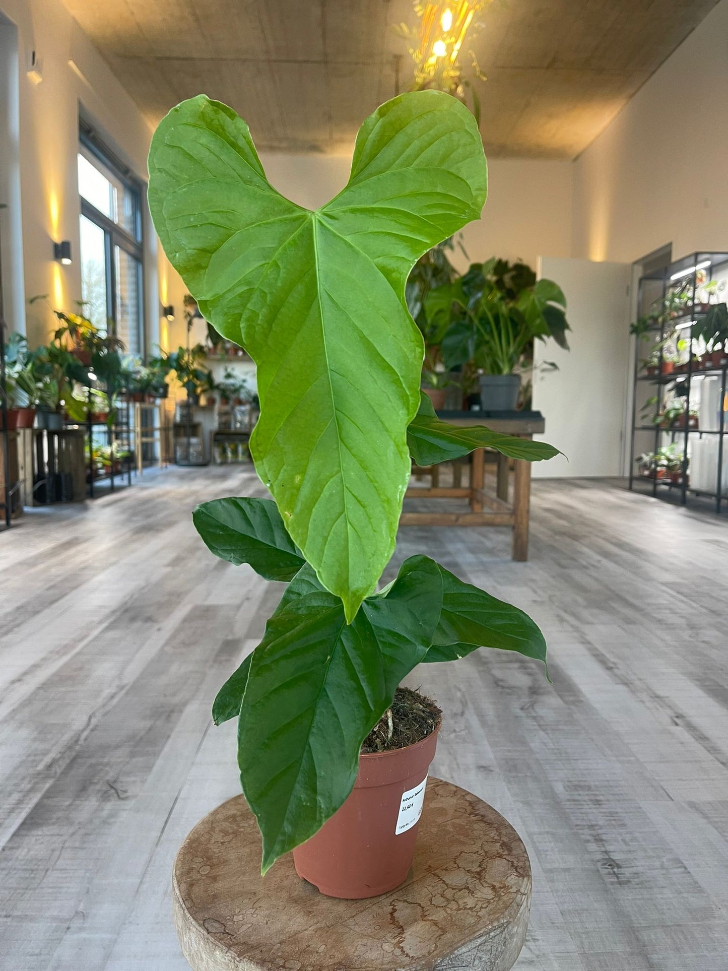 Anthurium balaoanum