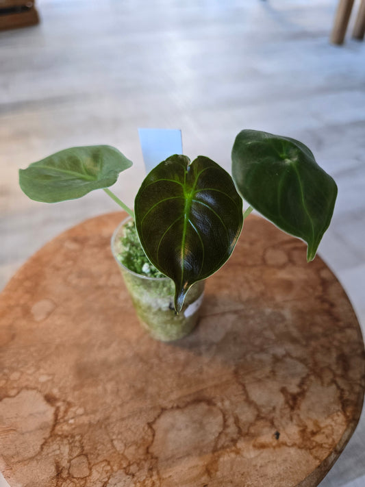 Alocasia Golden Bone (JP)