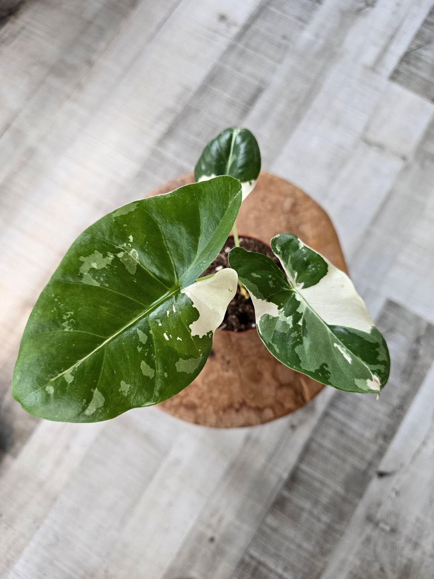 Alocasia Macrorrhiza albo variegata