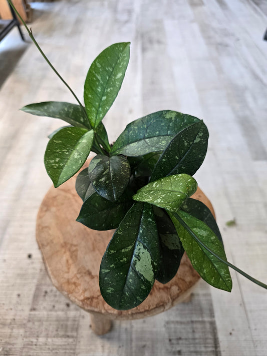 Hoya 'Crassipetiolata' Splash
