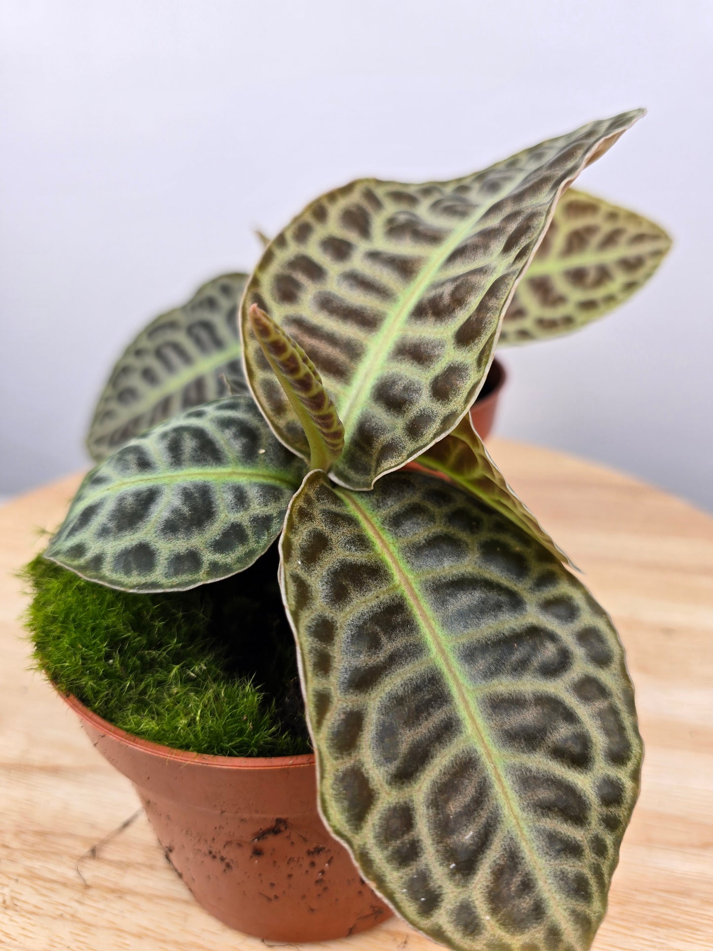 Labisia 'Turtle Back'
