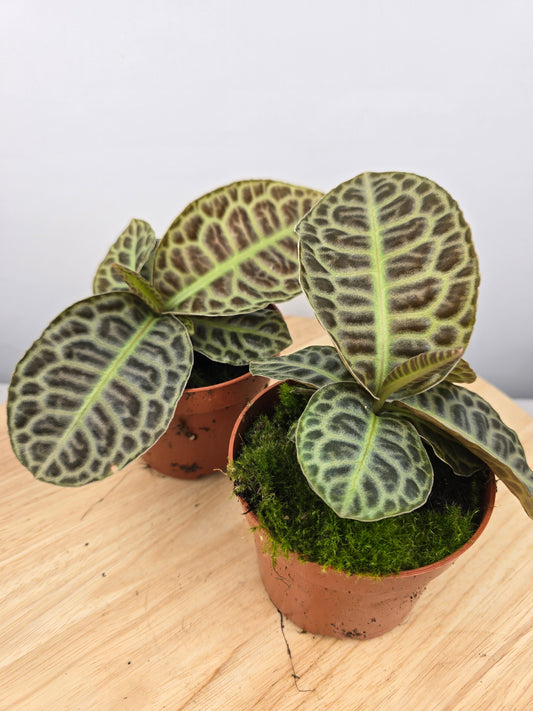 Labisia 'Turtle Back'