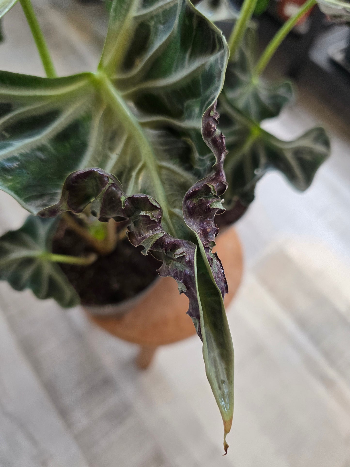Alocasia 'Loco'