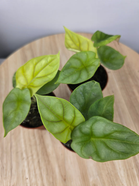 Alocasia 'Dragon gold'
