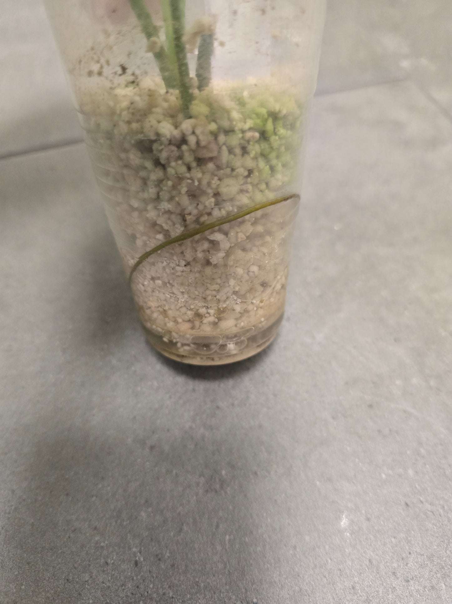 Monstera Siltepecana El Salvador (JP)