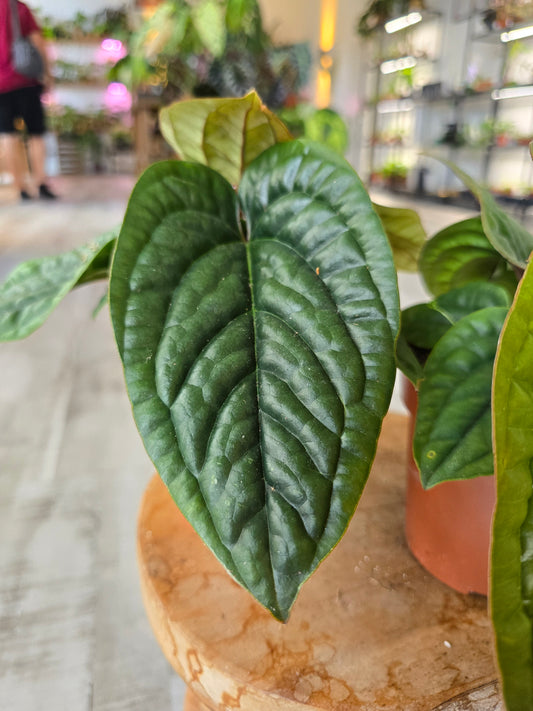 Anthurium Radicans x Luxurians