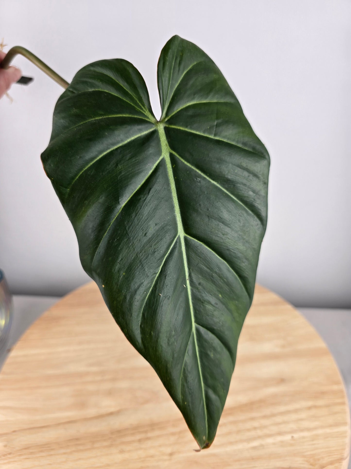 Philodendron Gloriosum x Maximum