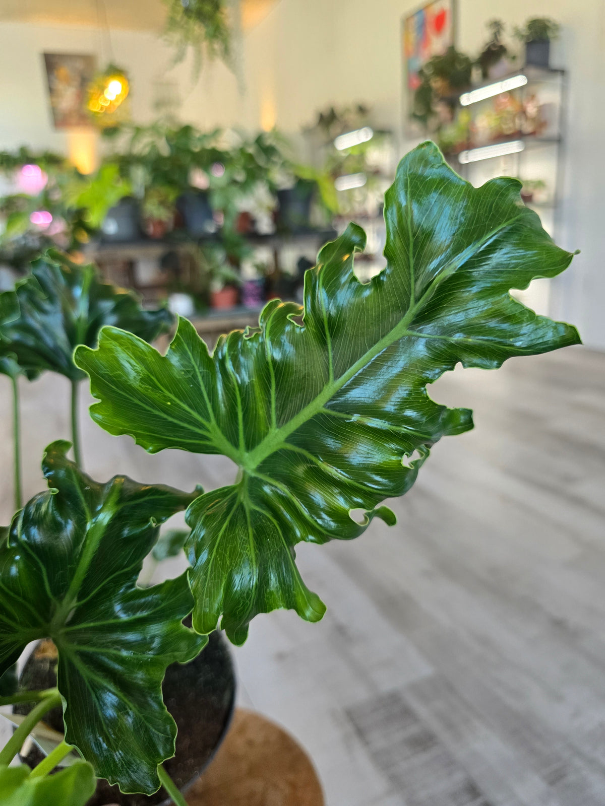 Philodendron Atlantis