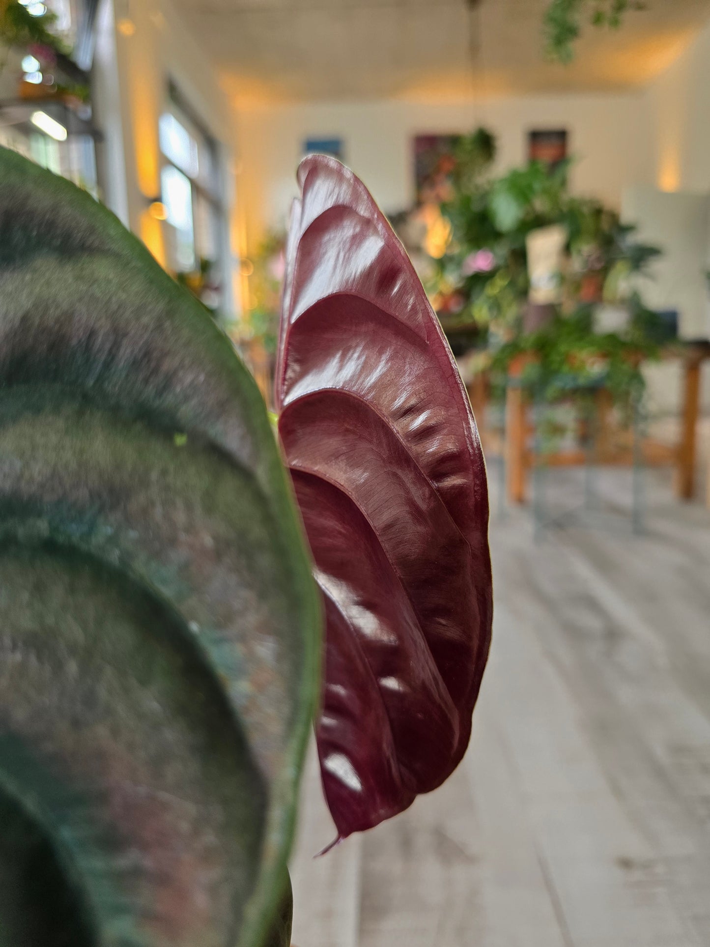 Alocasia Cuprea Red Secret