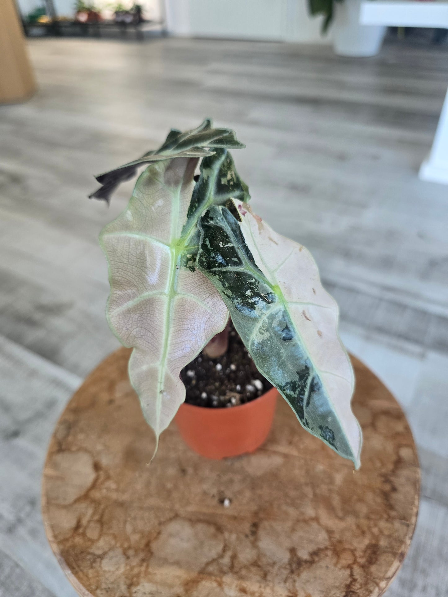 Alocasia Polly 'pink variegata'
